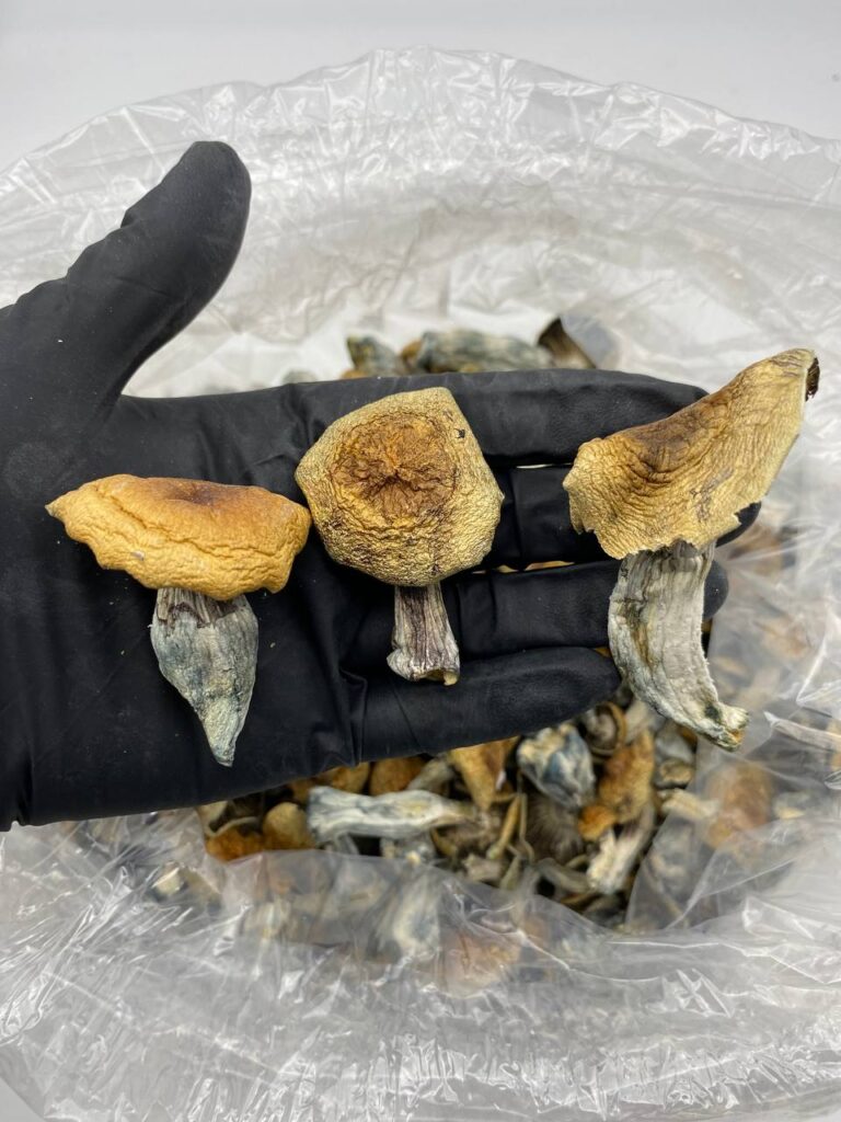 hillbilly shrooms available in stock now at affordable prices, buy stars of death edibles online, medicated nerds rope bites available now in stock